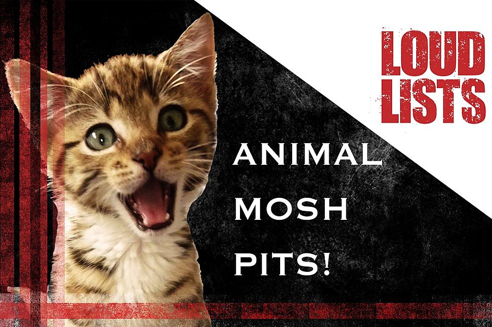 10 Amazing Animal Mosh Pits