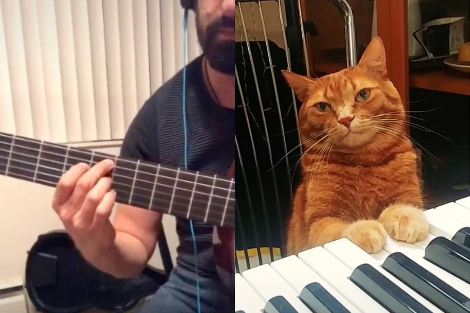 A human guitarist and a feline pianist collaborate via social media using TikTok's Duet feature.